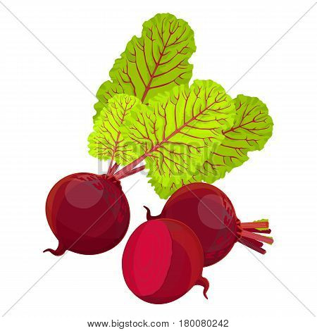 Beetroot whole half and slices isolated on white background. Purple beet with fresh green leaves realistic vector illustration. Healthy organic vegetable with edible root