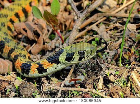 A snake with bright tiger coloring (lat.Rhabdophis tigrinus lateralis). Closeup. Wild nature.