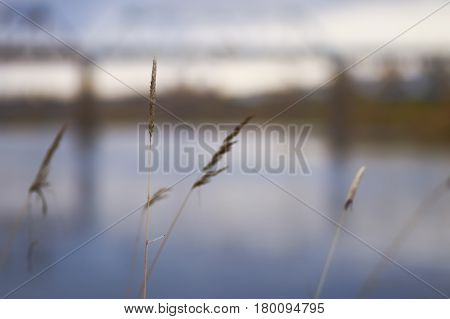 Spike on the background of water on a cloudy autumn evening