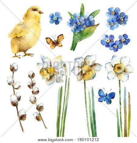 Spring holiday Easter set. Chicken forget-me-nots daffodils pussy-willow and butterflies. Watercolor illustration