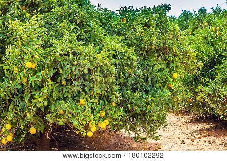 Orange plantation in Narrandera Australia New South Wales