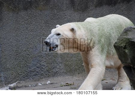 Polar bear that has some algae growing in his fur.