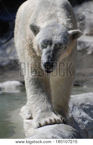 Polar bear with his eyes closed walking along.