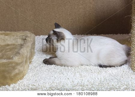 sleek haired kitten of Siamese type (Mekong bobtail tailless)