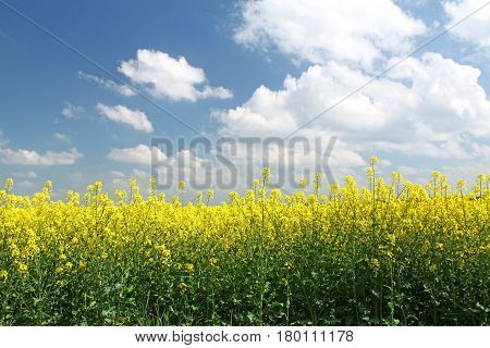 Blooming rapeseed field in front of blue sky Saxony Germany