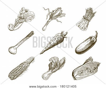 Set of vegetables. Harvesting. Hand drawn vector sketches on a white background