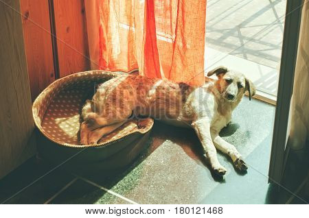 Relaxed puppy black and white half-blood dog lying in her dog's bed near the door at sunny day