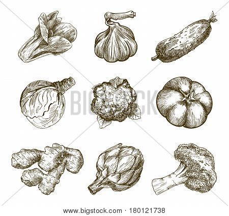 Set of vegetables. Harvesting. Hand drawn vector sketches on a white background