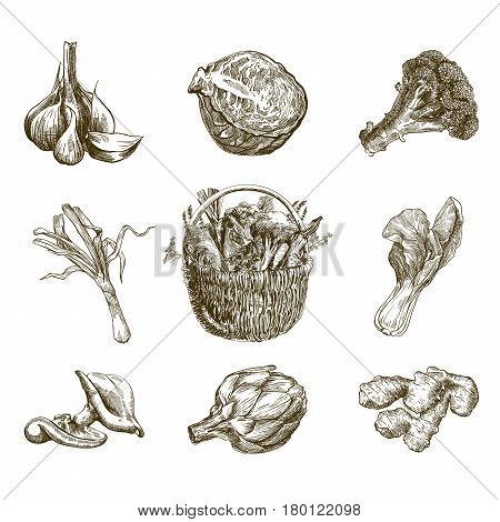 Set of vegetables. Harvesting. Hand drawn vector sketches on a white background