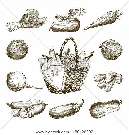 Set of vegetables. Harvesting. Hand drawn vector sketches on a white background