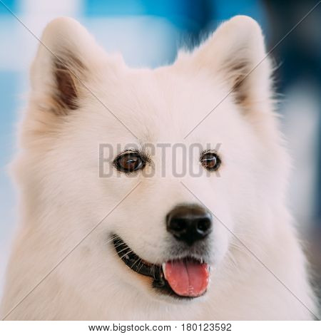 Close up of Happy White Samoyed Bjelkier.