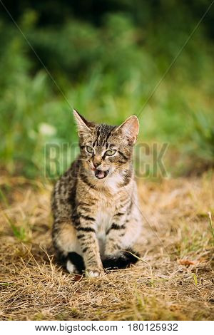 Cute Tabby Gray Cat Kitten Licked In Grass Outdoor At Sunny Summer Evening. Small Cat Sitting In Grass And Washes Its Muzzle.
