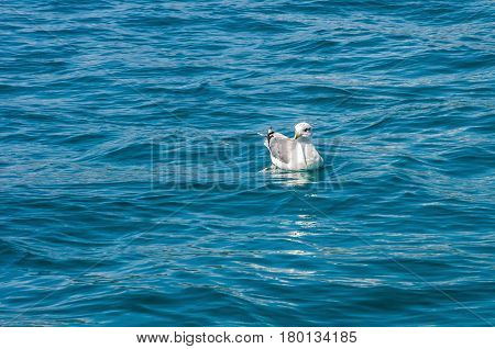 The white sea-gull sitting in blue water on summer nice background