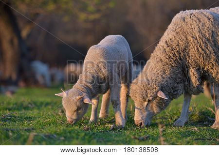 Little newborn lamb in springtime grazing on a green meadow in sunset light