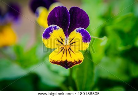Violet pansy flower, close-up of viola tricolor in the spring garden, closeup, background.