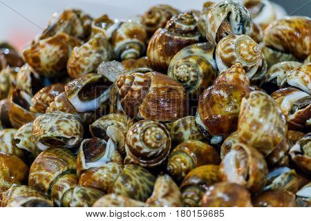 babylonia areolata or Spotted babylon are placed at the seafood market