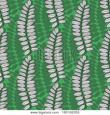 Seamless pattern with acacia leaves. Vector green nature background for packaging textile and fabric design