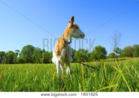 Hübsch Shegoat sieht übrigens im Sonnenuntergang Licht