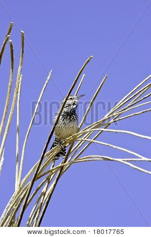 Wren kaktus