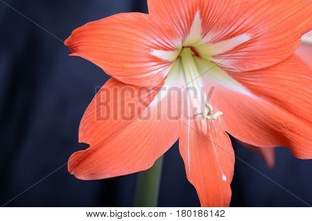 Red Lily Flower. Abstract Background. Close Up.