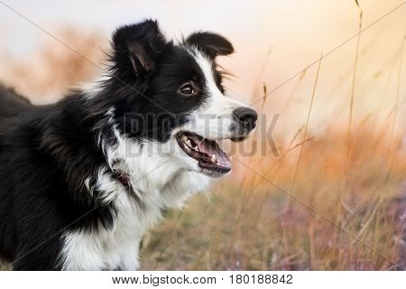 Black & white border collie at sunset
