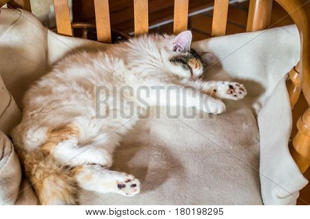 White red cat sleeping on a wooden chair