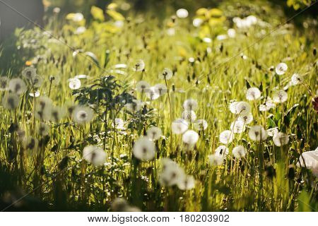 field many dandelions backlit at sunset background,