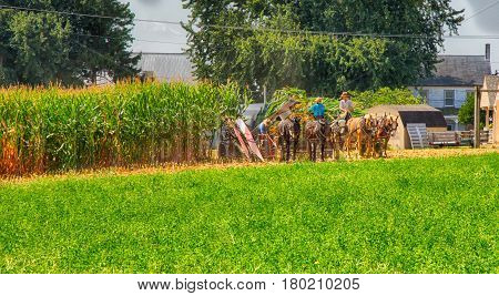 Harvesting The Amish Way