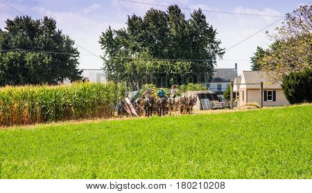 Harvesting The Amish Way