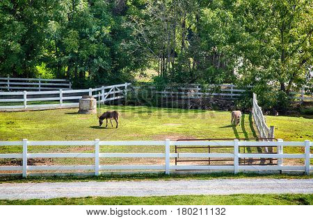 Amish Farm