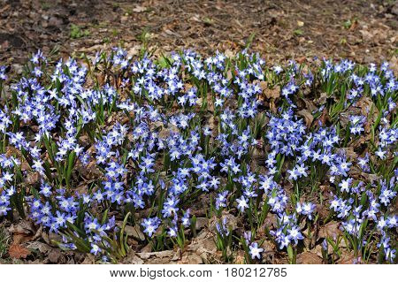 Bossier's glory-of-the-snow or Lucile's glory-of-the-snow is a bulbous perennial from west Turkey flowering in early spring