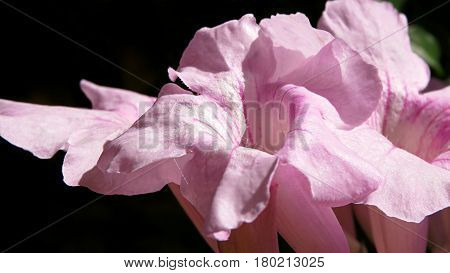 Pink Trumpet Vine flowers Port St. John creeper Podranea in bloom in garden