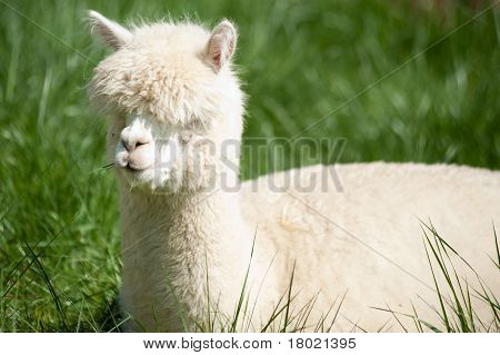 White Alpaka