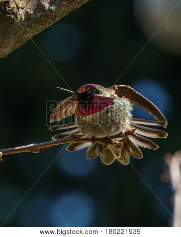 Green Hummingbird Bird On The Branch With Blury Background