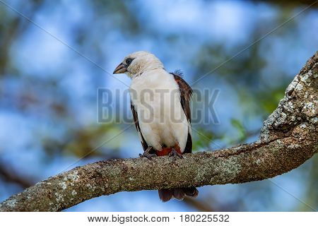 White-headed Buffalo Weaver or Dinemellia dinemelli perched on a branch in Serengeti National Park, Tanzania