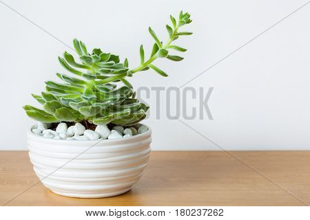 houseplant Echeveria leucotricha in white pot