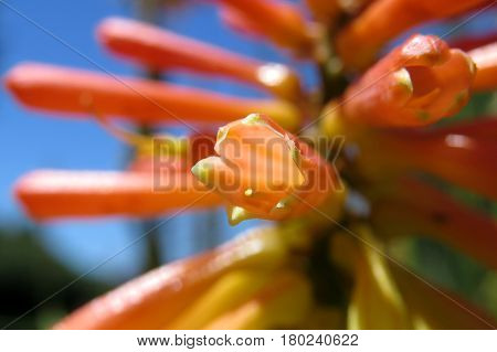 Kniphofia rooperi Red Hot Poker orange yellow flowers in bloom by water lake pond in South Australia close-up macro
