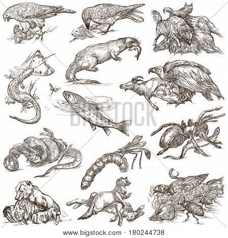 Animals in action around the World - Predators. An hand drawn full sized illustrations. Collection set. Drawing on white isolated line art.