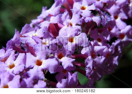 Butterfly Bush Buddleja Buddleia Purple flowers in bloom in garden