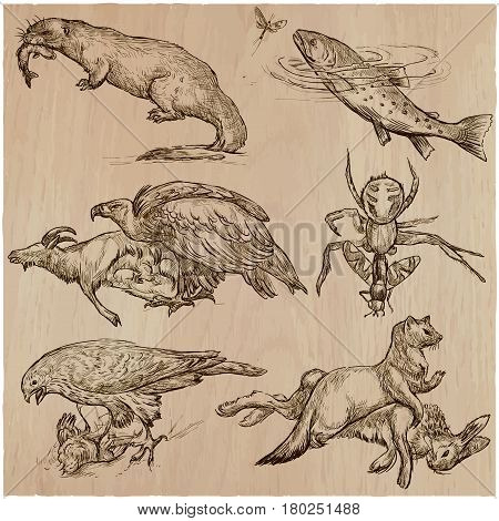 Animals in action around the World - Predators. An hand drawn vector illustrations. Collection set. Easy editable in layers and groups. The colored background is isolated.