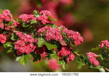 Flowers Pink Hawthorn. Tree Pink Hawthorn