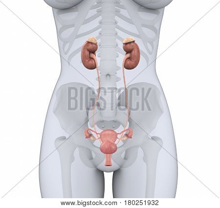 Female Urinary System Illustration . 3D render