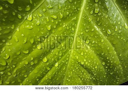 Texture of a green leaf with drops of water on the surface. Naturall wet green background.