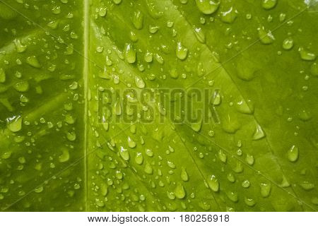 Texture of a green leaf with drops of water on the surface. Naturall background.