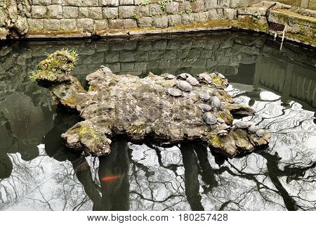 Turtles sitting on a rock in Naritasan Temple Narita Japan