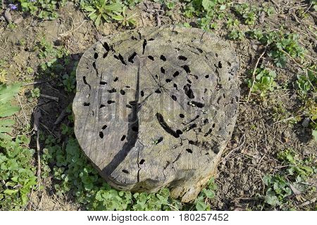 An Old Stump, Eaten By Larvae Of A Beetle Lumberjack. The Course Of Larvae Of Woodworm In A Rotten S