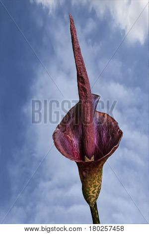Purple flower amorphophallus against a blue sky with white clouds.