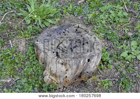 An Old Stump, Eaten By Larvae Of A Beetle Lumberjack. The Course Of Larvae Of Woodworm In A Rotten S