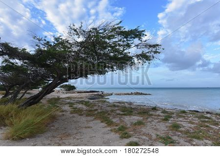 Watapana tree leaning over the beach and coast in Aruba.