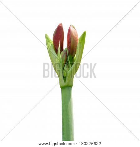 pink lilly flower bud on white background